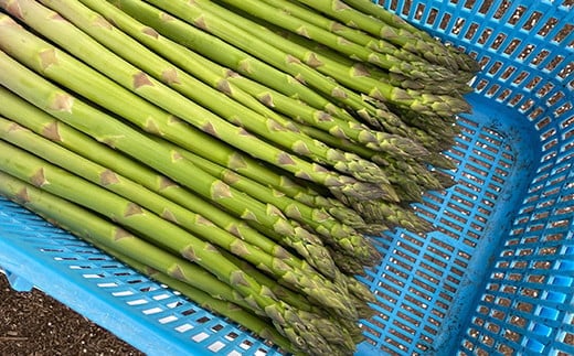 【令和8年産先行予約】 アスパラガス (春芽) 約1kg (2Lサイズ 約25～30本前後) 《令和8年5月～発送》 『生産者 紺野 幸陽』 山形県 南陽市 [2242]