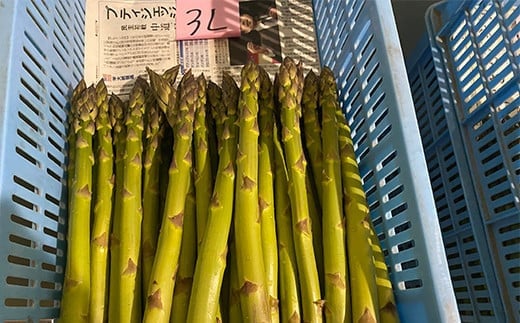 【令和8年産先行予約】 アスパラガス (春芽) 約1kg (3Lサイズ 約20～25本前後) 《令和8年5月～発送》 『生産者 紺野 幸陽』 山形県 南陽市 [2243]