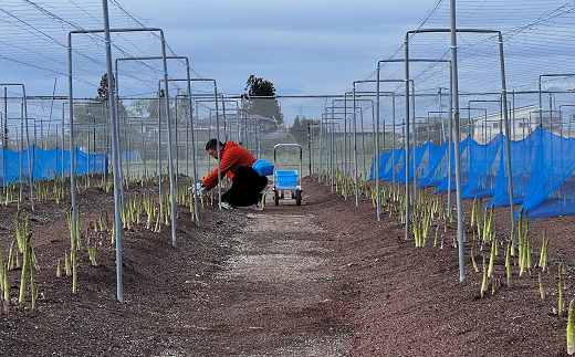 【令和8年産先行予約】 アスパラガス (春芽) 約1kg (3Lサイズ 約20～25本前後) 《令和8年5月～発送》 『生産者 紺野 幸陽』 山形県 南陽市 [2243]