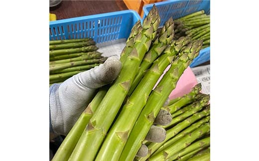 【令和8年産先行予約】 アスパラガス (春芽) 約1kg (4Lサイズ 約15～20本前後) 《令和8年5月～発送》 『生産者 紺野 幸陽』 山形県 南陽市 [2244]