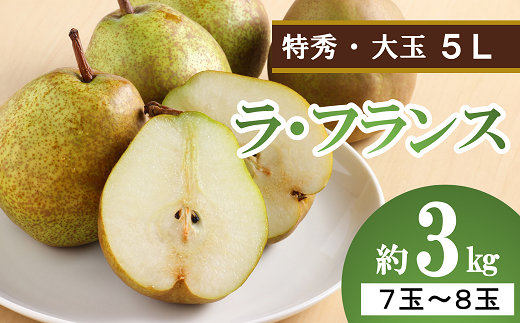 【令和6年産先行予約】 大玉ラ・フランス 約3kg (7～8玉 特秀 5L) 《令和6年10月中旬～発送》 『生産者 沼澤 裕太』 ラフランス 西洋梨 洋なし 山形南陽産 山形県 南陽市 [2249]