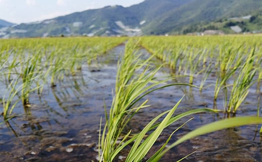 【わら屋のお米】 特別栽培米 はえぬき 5kg 『おがわ藁農園』 米 白米 精米 ご飯 農家直送 山形県 南陽市  [2067]