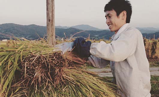 【わら屋のお米】 令和7年産 特別栽培米 ひとめぼれ 5kg 『おがわ藁農園』 米 白米 精米 ご飯 農家直送 山形県 南陽市 [2070]