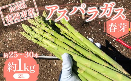 【令和8年産先行予約】 アスパラガス （春芽） 約1kg （2Lサイズ 約25～30本前後） 《令和8年5月上旬～発送》 『みつば農園』 山形県 南陽市 [1953]