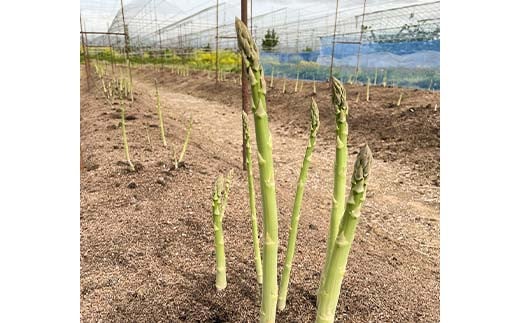 【令和8年産先行予約】 アスパラガス （春芽） 約1kg （2Lサイズ 約25～30本前後） 《令和8年5月上旬～発送》 『みつば農園』 山形県 南陽市 [1953]