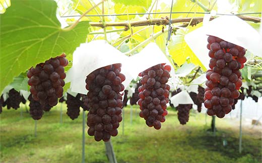 【令和8年産先行予約】 朝どりデラウェア 1箱 (5房前後入り) 《令和8年7月中旬～発送》 『漆山果樹園』 葡萄 ぶどう ブドウ 種なし 新鮮 果物 フルーツ デザート 山形県 南陽市 [660]