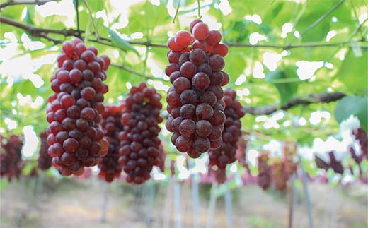 【令和8年産先行予約】 朝どりデラウェア 1箱 (9房前後入り) 《令和8年7月中旬～発送》 『漆山果樹園』 葡萄 ぶどう ブドウ 種なし 新鮮 果物 フルーツ デザート 山形県 南陽市 [661]