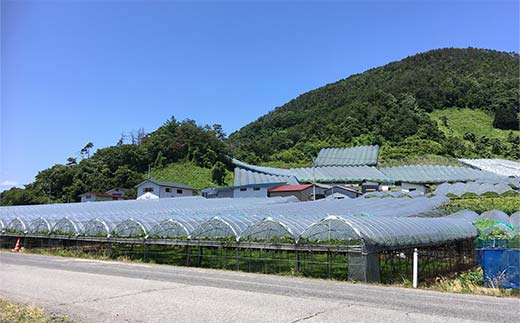 【令和7年産先行予約】 シャインマスカット 600g前後 (1房) 《令和7年9月中旬～発送》 『漆山果樹園』 マスカット 葡萄 ぶどう ブドウ 種なし 果物 フルーツ 山形県 南陽市 [811]