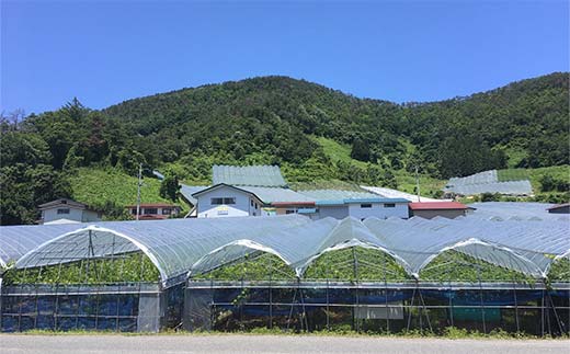 果樹園生まれの 「漆山スパークリングワイン (デラウェア)」 750ml×2本セット 『漆山果樹園』 自家栽培 山形県 南陽市 [1515]
