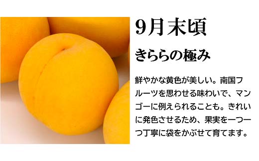 【令和7年産先行予約】 《定期便3回》 流通量が少ない