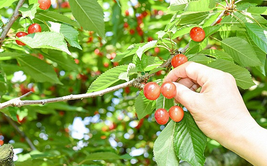 【令和7年産先行予約】 さくらんぼ 「佐藤錦」 800g (200g×4パック 秀 L以上) 《令和7年6月中旬～7月中旬発送》 『フードシステムズ』 サクランボ 果物 フルーツ 山形県 南陽市 [1694]