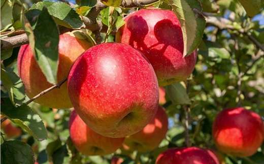 【令和7年産先行予約】 ふじりんご 約5kg (10～18玉 秀)  《令和7年11月中旬～12月下旬発送》 『フードシステムズ』 林檎 リンゴ 果物 フルーツ デザート 山形県 南陽市 [851-R7]