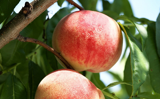 【令和8年産先行予約】 硬めの白桃 約5kg (8～22玉 秀) 《令和8年8月下旬～10月上旬発送》 『フードシステムズ』 モモ 果物 フルーツ 山形県 南陽市 [1387]