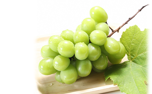 【令和8年産先行予約】 シャインマスカット 約1.2kg (1～3房 秀) 《令和8年9月下旬～11月中旬発送》 『フードシステムズ』 マスカット 葡萄 ぶどう 果物 山形県 南陽市 [902]