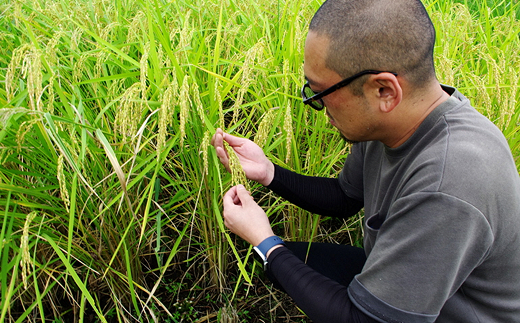 【冬眠米(賞味期限一年)】 令和7年産 特別栽培米 つや姫 (精米) 10kg (5kg×2袋) 『百姓屋 くらた』 米 白米 ご飯 農家直送 長期保存 災害 備蓄 山形県 南陽市 [2276]