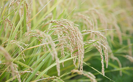 特別栽培米 雪若丸 5kg 『平農園』 山形南陽産 米 白米 精米 ご飯 農家直送 山形県 南陽市 [1949a]