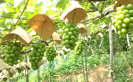 【令和8年産先行予約】 【最優秀賞W受賞農家】 シャインマスカット 700g以上 (1房 特選) 《令和8年9月中旬～発送》『生産者 佐藤 大輔』 [1031]