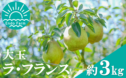 【令和8年産先行予約】 【ネオニコフリー】 大玉 ラ・フランス 約3kg (8～10玉 特秀 3～5L) 《令和8年11月上旬～発送》 『遠藤果樹農園』 山形県 南陽市 [1060-R8]