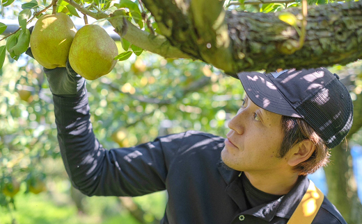 【令和7年産先行予約】 【ネオニコフリー】 大玉 ラ・フランス 約3kg (8～9玉 特秀 4～5L) 《令和7年11月上旬～発送》 『遠藤果樹農園』 厳選 こだわり ラフランス 西洋梨 洋なし 果物 フルーツ デザート 山形県 南陽市 [1060-R7]