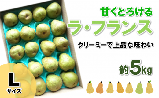 【令和7年産先行予約】 ラ・フランス 約5kg  (19玉 Lサイズ) 《令和7年11月上旬～発送》 『田口農園』 ラフランス 西洋梨 洋なし 果物 フルーツ 山形県 南陽市 [1295-R7]