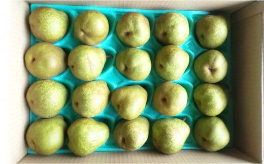 【令和8年産先行予約】 ラ・フランス 約5kg (19玉 秀 Lサイズ) 《令和8年11月上旬～発送》 『田口農園』 ラフランス 西洋梨 洋なし 果物 フルーツ デザート 山形県 南陽市 [1295-R8]