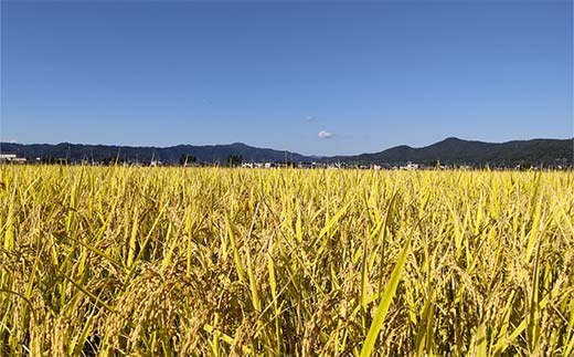 特別栽培米 つや姫 5kg 『松田観光果樹園』 山形南陽産 米 白米 ご飯 農家直送 山形県 南陽市 [2288]