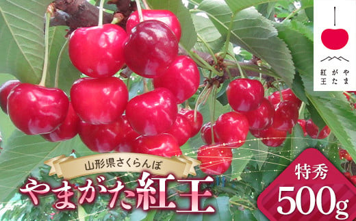 【令和7年産先行予約】 JA さくらんぼ 「やまがた紅王」 約500g (約500g×1パック 特秀 3L以上) バラ詰め 《令和7年6月下旬～発送》 『JA山形おきたま』 サクランボ 果物 フルーツ 山形県 南陽市 [2141]