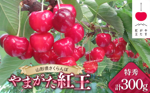 【令和7年産先行予約】 JA さくらんぼ 「やまがた紅王」 約300g (約100g×3パック 特秀 3L以上) バラ詰め 《令和7年6月下旬～発送》 『JA山形おきたま』 サクランボ 果物 フルーツ 山形県 南陽市 [2142]