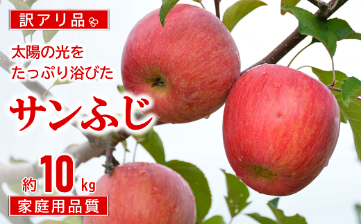 【令和7年産先行予約】 〈訳あり品 家庭用〉 JA りんご 「サンふじ」 約10kg (28玉～46玉) 《令和7年11月中旬～12月中旬発送》 『JA山形おきたま』 林檎 リンゴ 果物 フルーツ 山形県 南陽市 [1410-R7]