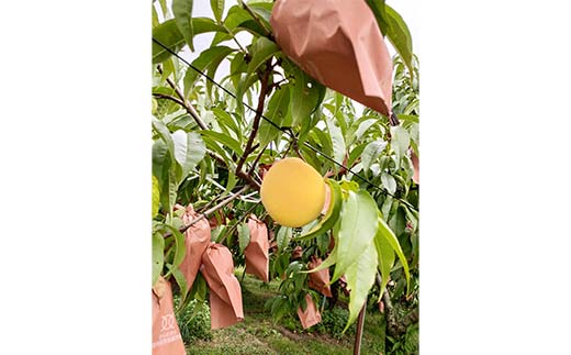 【令和8年産先行予約】 黄桃 「黄ららのきわみ」 約2kg (6～9玉 秀) 《令和8年9月中旬～発送》 『南陽中央青果市場』 桃 もも 果物 フルーツ デザート 山形県 南陽市 [1044]