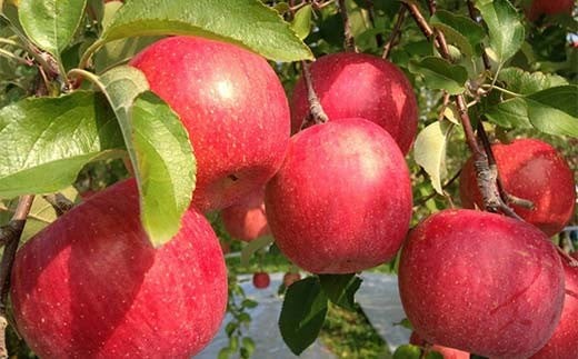 【令和8年産先行予約】 ラ・フランス & 完熟ふじりんご 詰合せ 約5kg (L～3L) 《令和8年11月中旬～発送》 【全国りんご選手権 銀賞】 『船中農園』 林檎 リンゴ 山形県 南陽市 [2176]