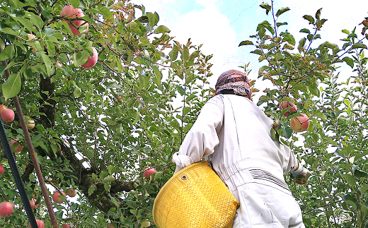 【令和8年産先行予約】 ラ・フランス & 完熟ふじりんご 詰合せ 約5kg (L～3L) 《令和8年11月中旬～発送》 【全国りんご選手権 銀賞】 『船中農園』 林檎 リンゴ 山形県 南陽市 [2176]
