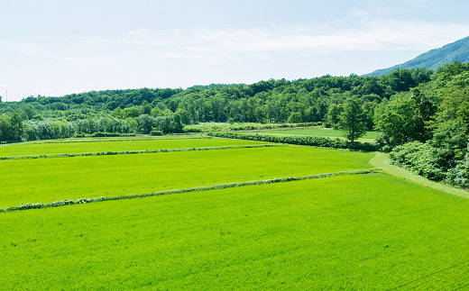 令和7年産 JA 特別栽培米 つや姫 10kg (5kg×2袋) 『JA山形おきたま』 山形置賜産 米 精米 山形県 南陽市 [639]
