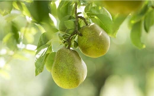 【令和8年産先行予約】 【ネオニコフリー】 〈家庭用〉 ラ・フランス 約5kg (18～20玉 秀 L～2L) 《令和8年11月上旬～発送》 『遠藤果樹農園』 厳選 こだわり ラフランス 西洋梨 洋なし 果物 フルーツ デザート 山形県 南陽市 [1989]