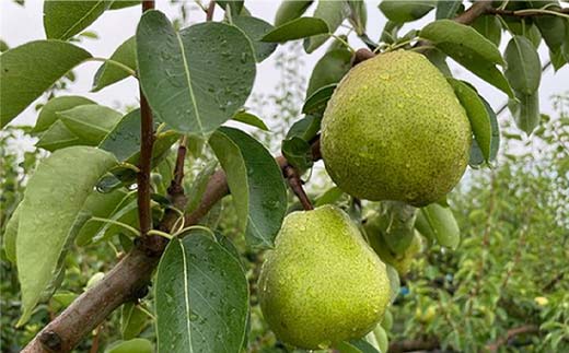 【令和8年産先行予約】 【ネオニコフリー】 〈家庭用〉 ラ・フランス 約5kg (18～20玉 秀 L～2L) 《令和8年11月上旬～発送》 『遠藤果樹農園』 厳選 こだわり ラフランス 西洋梨 洋なし 果物 フルーツ デザート 山形県 南陽市 [1989]