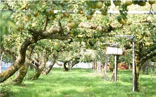 【令和8年産先行予約】 【ネオニコフリー】 〈家庭用〉 ラ・フランス 約5kg (18～20玉 秀 L～2L) 《令和8年11月上旬～発送》 『遠藤果樹農園』 厳選 こだわり ラフランス 西洋梨 洋なし 果物 フルーツ デザート 山形県 南陽市 [1989]