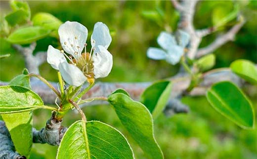 【令和8年産先行予約】 【ネオニコフリー】 〈家庭用〉 ラ・フランス 約5kg (18～20玉 秀 L～2L) 《令和8年11月上旬～発送》 『遠藤果樹農園』 厳選 こだわり ラフランス 西洋梨 洋なし 果物 フルーツ デザート 山形県 南陽市 [1989]