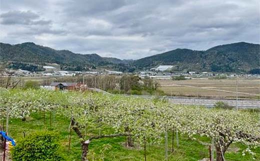 【令和8年産先行予約】 【ネオニコフリー】 〈家庭用〉 ラ・フランス 約5kg (18～20玉 秀 L～2L) 《令和8年11月上旬～発送》 『遠藤果樹農園』 厳選 こだわり ラフランス 西洋梨 洋なし 果物 フルーツ デザート 山形県 南陽市 [1989]