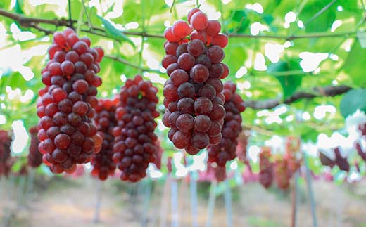 果樹園生まれの 漆山果樹園デラウェアワイン 「漆山ワイン (デラウェア) + 漆山スパークリングワイン (デラウェア)」 2種 各750ml 計2本セット 『漆山果樹園』 山形県 南陽市 [1524]