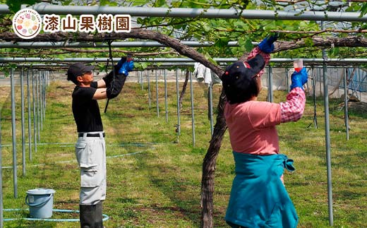 果樹園生まれの 漆山果樹園ワイン 「 漆山ワイン (デラウェア) + 漆山ワイン (シャイン＆ロザリオ) + 枝付き干しぶどう セット 」 『漆山果樹園』 山形県 南陽市 [2279]