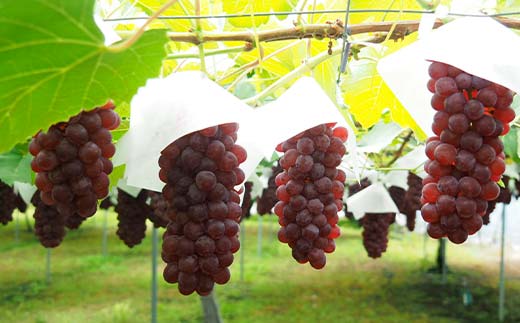 果樹園生まれの 果汁70%ぶどうジュース 「 デラウェア70 」 200ml 4本セット 『漆山果樹園』 山形県 南陽市 [2299]