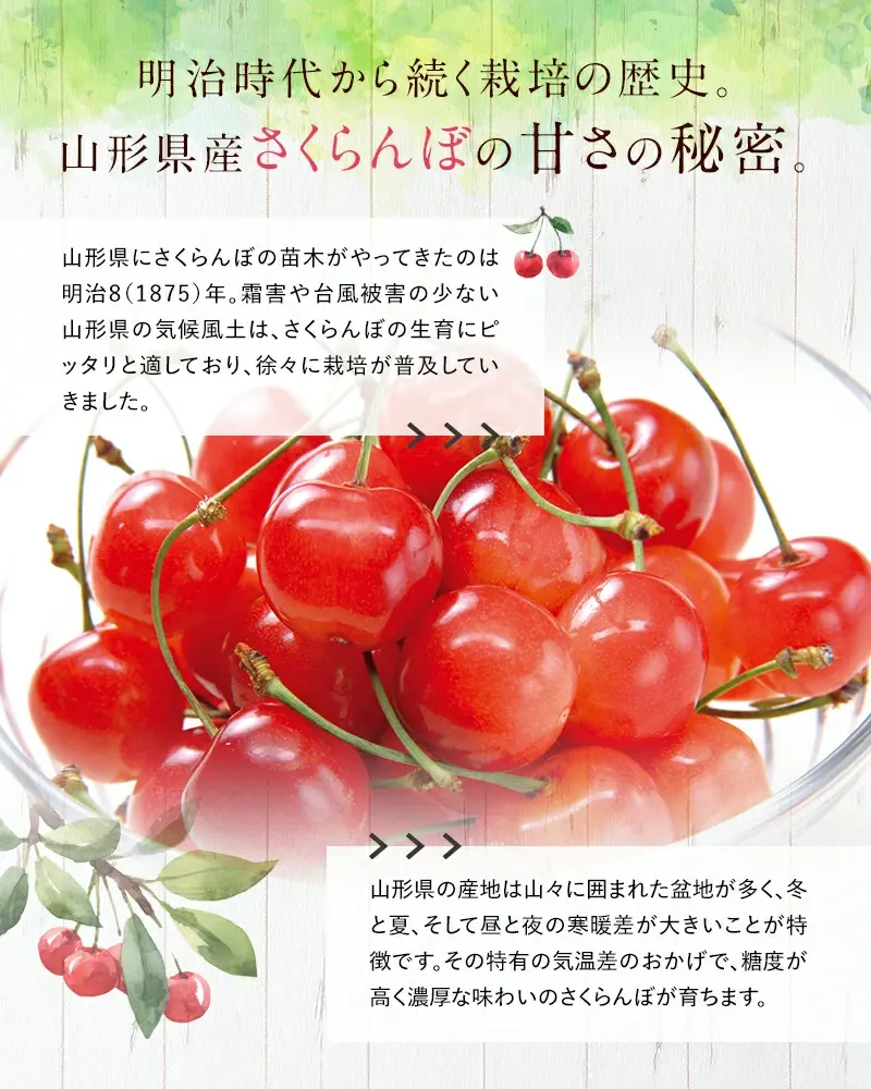 【令和8年産先行予約】 さくらんぼ 「佐藤錦」 約700g (秀 L以上) バラ詰め 《令和8年6月上旬～発送》 『生産者おまかせ』 サクランボ 果物 フルーツ 産地直送 山形県 南陽市 [884]