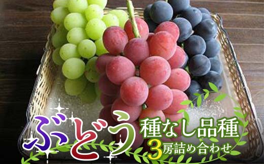 【令和8年産先行予約】 高級ぶどう 種なし品種 3房詰合せ 《令和8年9月中旬～発送》 『漆山果樹園』 葡萄 ぶどう ブドウ 種なし 新鮮 果物 フルーツ デザート 山形県 南陽市 [1520-R8]