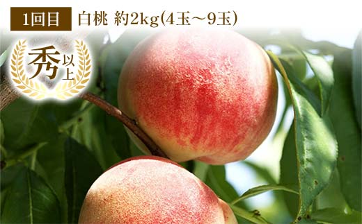 【令和8年産先行予約】 《定期便3回》 桃三昧の楽園便 『フードシステムズ』 もも モモ 果物 フルーツ 山形県 南陽市 [2257-R8]