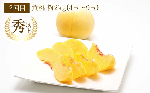 【令和8年産先行予約】 《定期便3回》 桃三昧の楽園便 『フードシステムズ』 もも モモ 果物 フルーツ 山形県 南陽市 [2257-R8]