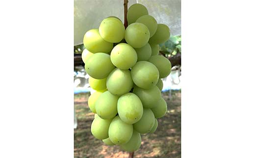 【令和8年産先行予約】 シャインマスカット 1.8kg前後 (3～4房入り) 《令和8年9月下旬～発送》 『きらめきぶどう園』 ぶどう 果物 フルーツ デザート 山形県 南陽市 [858-R8]