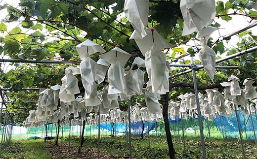 【令和8年産先行予約】 シャインマスカット 1.2kg前後 (2房入り) 《令和8年9月下旬～発送》 『きらめきぶどう園』 ぶどう 果物 フルーツ デザート 山形県 南陽市 [2393-R8]