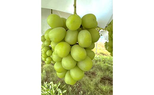 【令和8年産先行予約】 シャインマスカット 3kg前後 (5～6房入り) 《令和8年9月下旬～発送》 『きらめきぶどう園』 ぶどう 果物 フルーツ デザート 山形県 南陽市 [2426-R8]