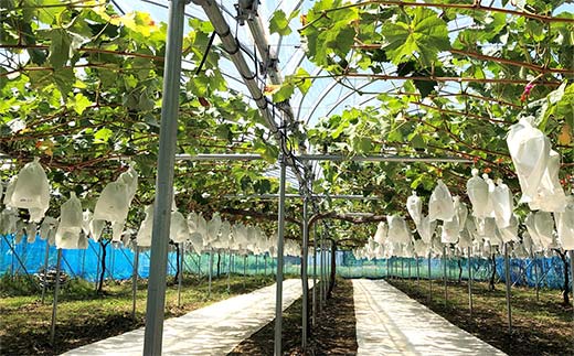 【令和8年産先行予約】 シャインマスカット 3kg前後 (5～6房入り) 《令和8年9月下旬～発送》 『きらめきぶどう園』 ぶどう 果物 フルーツ デザート 山形県 南陽市 [2426-R8]