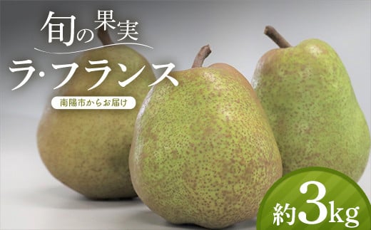 【令和7年産先行予約】 十三代目 佐藤市右衛門 ラ・フランス 約3kg (10～12玉 秀) 《令和7年11月上旬～発送》 [1968]